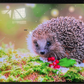 Samsung QN98QN90DA 98" Class QN90D Smart LED-LCD TV QN98QN90DAFXZA